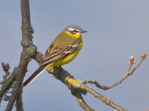 Schafstelze (Motacilla flava), Klingnauer Stausee