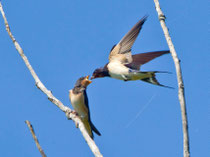 Rauchschwalbe beim Füttern (Hirundo rustica), Seengen