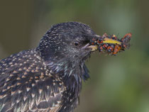 Star (Sturnus vulgaris), Wauwilermoos (Brutplatz bei Beobachtungsturm)
