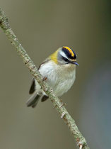 Sommergoldhähnchen (Regulus ignicapilla), Islisberg AG