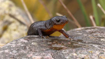 Bergmolch (Ichthyosaura alpestris), Villnachern