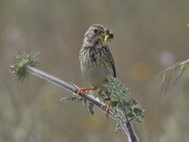 Grauammer (Emberiza calandra), Castro Verde, Portugal