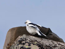 Schneeammer (Plectrophenax nivalis) Prachtkleid, Varanger, Norwegen