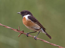 Schwarzkehlchen M (Saxicola torquatus), Castro Verde, Portugal