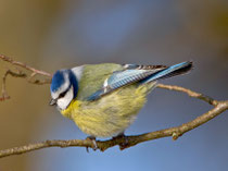 Blaumeise (Cyanistes caeruleus), Rälliker Ried