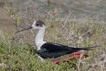 Stelzenläufer (Himantopus himantopus), Kalloni, Lesbos