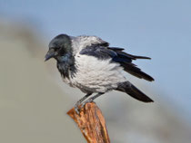 Nebelkrähe (Corvus Cornix), Helgoland DE