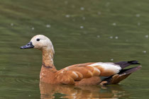 Rostgans (Tadorna ferruginea) M, Petite Camargue Alsacienne, Frankreich