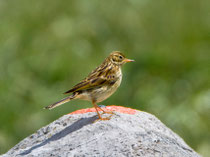 Wiesenpieper (Anthus pratensis), Flühli LU