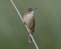 Drosselrohrsänger (Acrocephalus arundinaceus), Donana, Spanien