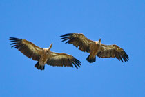 Gänsegeier (Gyps fulvus), Monfragüe-Nationalpark, Extremadura E