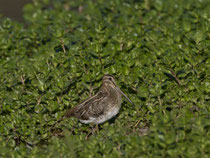 Bekassine (Gallinago gallinago), Klingnauer Stausee