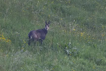 Gämse (Rupicapra rupicapra), Belchenfluh SO