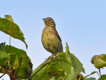 Zaunammer (Emberiza cirlus) Jungvogel, Villigen