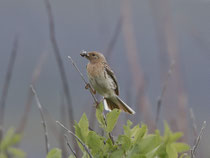 Rotkehlpieper (Anthus cervinus), Varanger, Norwegen