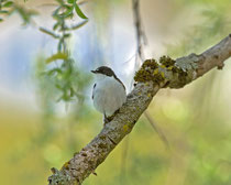 Trauerschnäpper (Ficedula hypoleuca) M, Brugg