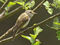 Berglaubsänger (Phylloscopus bonelli), Glaubenberg