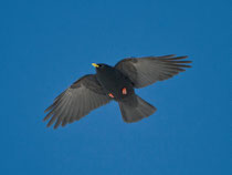 Alpendohle (Pyrrhocorax graculus), Gemmi VS