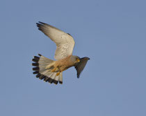 Rötelfalke (Falco naumanni), Castro Verde, Portugal