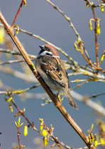 Feldsperling (Passer montanus), Klingnauer Stausee