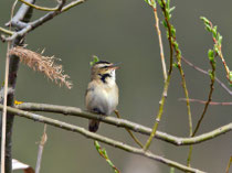 Schilfrohrsänger (Acrocephalus schoenobaenus), Biebrza Nationalpark, Polen