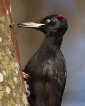 Schwarzspecht (Dryocopus martius), Windisch