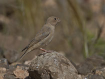 Wüstengimpel (Bucanetes githagineus), Fuerteventura, Spanien