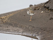 Rotschenkel (Tringa totanus) Jungvogel, Akureyri, Island