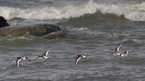 Austernfischer (Haemotopus ostralegus), Spithamie, Estland