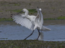 Löffler (Platalea leucorodia), Ria Formosa, Portugal