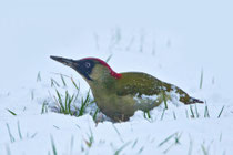 Grünspecht (Picus viridis) W, Brugg