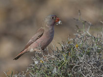 Wüstengimpel (Bucanetes githagineus), Fuerteventura, Spanien