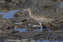 Regenbrachvogel (Numenius phaeopus), Fuerteventura, Spanien