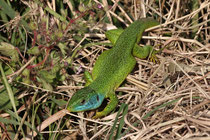 Smaragdeidechse (Lacerta bilineata), Kaiserstuhl DE