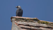 Dohle (Corvus monedula), Schloss Hallwil AG