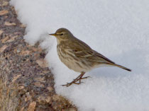 Bergpieper (Anthus spinoletta) im Winterkleid, Bernauer Stau AG