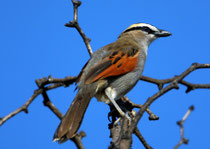 Senegaltschagra (Tschagra senegala), Massa, Marokko