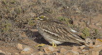 Triel (Burhinus oedicnemus), Fuerteventura, Spanien