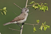 Klappergrasmücke (Sylvia curruca), Klingnauer Stausee