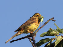 Goldammer (Emberiza citrinella), Bözberg