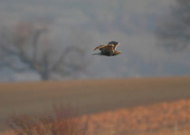 Raufussbussard (Buteo lagopus), Birrfeld