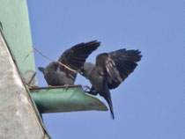 Dohle (Corvus monedula), Leuggern AG