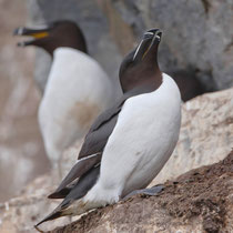 Tordalk (Alca torda), Hornoya/Varanger, Norwegen