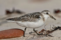  Sanderling (Calidris alba), Helgoland D
