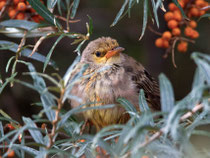 Rosenstar (Pastor roseus), Jungvogel, Helgoland