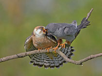 Rotfussfalke (Falco vesperinus), Hortobagy, Ungarn