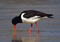 Austernfischer (Haemotopus ostralegus), Shetland GB