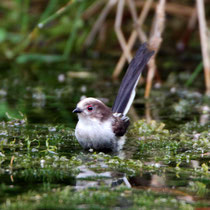 Schwanzmeise (Aegithalos caudatus) Jungvogel, Brugg