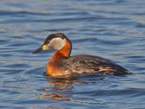 Rothalstaucher (Podiceps grisegena), Prachtkleid, Bialystok / Polen