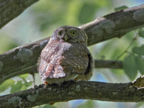 Sperlingskauz (Glaucidium passerinum), Bialowieza / Polen